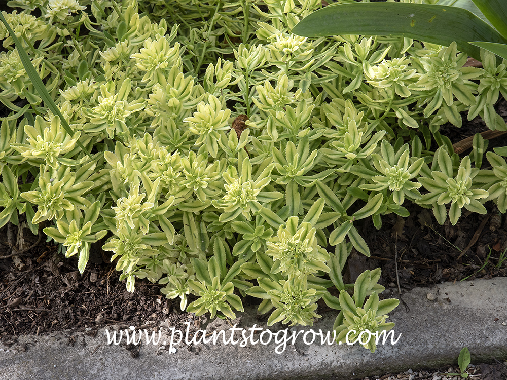 Sedum Sweet and Sour (Phedimus kamtschaticus)